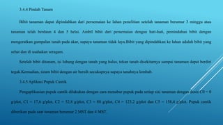 3.4.4 Pindah Tanam
Bibit tanaman dapat dipindahkan dari persemaian ke lahan penelitian setelah tanaman berumur 3 minggu atau
tanaman telah berdaun 4 dan 5 helai. Ambil bibit dari persemaian dengan hati-hati, pemindahan bibit dengan
mengeratkan gumpalan tanah pada akar, supaya tanaman tidak layu.Bibit yang dipindahkan ke lahan adalah bibit yang
sehat dan di usahakan seragam.
Setelah bibit ditanam, isi lubang dengan tanah yang halus, tekan tanah disekitarnya sampai tanaman dapat berdiri
tegak.Kemudian, siram bibit dengan air bersih secukupnya supaya tanahnya lembab.
3.4.5 Aplikasi Pupuk Cantik
Pengaplikasian pupuk cantik dilakukan dengan cara menabur pupuk pada setiap sisi tanaman dengan dosis C0 = 0
g/plot, C1 = 17,6 g/plot, C2 = 52,8 g/plot, C3 = 88 g/plot, C4 = 123,2 g/plot dan C5 = 158,4 g/plot. Pupuk cantik
diberikan pada saat tanaman berumur 2 MST dan 4 MST.
 