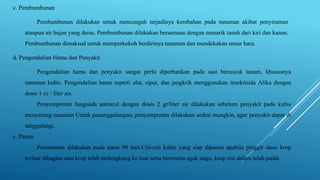 c. Pembumbunan
Pembumbunan dilakukan untuk mencengah terjadinya kerebahan pada tanaman akibat penyiraman
ataupun air hujan yang deras. Pembumbunan dilakukan bersamaan dengan menarik tanah dari kiri dan kanan.
Pembumbunan dimaksud untuk memperkokoh berdirinya tanaman dan mendekakan unsur hara.
d. Pengendalian Hama dan Penyakit
Pengendalian hama dan penyakit sangat perlu diperhatikan pada saat bercocok tanam, khususnya
tanaman kubis. Pengendalian hama seperti ulat, siput, dan jangkrik menggunakan insektisida Alika dengan
dosis 1 cc / liter air.
Penyemprotan fungisida antracol dengan dosis 2 gr/liter air dilakukan sebelum penyakit pada kubis
menyerang tanaman Untuk penanggulangan, penyemprotan dilakukan sedini mungkin, agar penyakit dapat di
tanggulangi.
e. Panen
Pemanenan dilakukan pada umur 90 hari.Ciri-ciri kubis yang siap dipanen apabila pinggir daun krop
terluar dibagian atas krop telah melengkung ke luar serta berwarna agak ungu, krop sisi dalam telah padat.
 