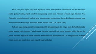 Salah satu jenis pupuk yang baik digunakan untuk meningkatkan pertumbuhan dan hasil tanaman
adalah pupuk Cantik, pupuk tersebut mengandung unsur hara Nitrogen (N) dan juga Kalsium (Ca).
Disamping pemberian pupuk melalui akar, untuk memacu pertumbuhan dan perkembangan tanaman dapat
pula dikombinasikan dengan pemberian pupuk melalui daun. (F & Barat, 2020).
Kalsium juga merupakan elemen penting untuk pengembangan dan fungsi akar. Pertumbuhan akar
sangat terbatas pada tanaman Ca-deficiency, dan akar menjadi lebih rentan terhadap infeksi bakteri dan
jamur. Kalsium diperlukan untuk stabilitas kromosom dan pembelahan sel. Ini mengaktifkan beberapa
sistem enzim dan menetralisir asam organik pada tumbuhan.
 