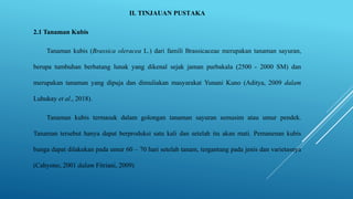 II. TINJAUAN PUSTAKA
2.1 Tanaman Kubis
Tanaman kubis (Brassica oleracea L.) dari famili Brassicaceae merupakan tanaman sayuran,
berupa tumbuhan berbatang lunak yang dikenal sejak jaman purbakala (2500 - 2000 SM) dan
merupakan tanaman yang dipuja dan dimuliakan masyarakat Yunani Kuno (Aditya, 2009 dalam
Luhukay et al., 2018).
Tanaman kubis termasuk dalam golongan tanaman sayuran semusim atau umur pendek.
Tanaman tersebut hanya dapat berproduksi satu kali dan setelah itu akan mati. Pemanenan kubis
bunga dapat dilakukan pada umur 60 – 70 hari setelah tanam, tergantung pada jenis dan varietasnya
(Cahyono, 2001 dalam Fitriani, 2009)
 