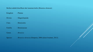 Berikut adalah klasifikasi dari tanaman kubis (Brassica oleracea):
Kingdom : Plantae
Divisio : Magnoliopsida
Class : Brassicales
Familia : Brassicaceae
Genus : Brassica
Species : Brassica oleracea (Simpson, 2006 dalam Iwantari, 2012).
 