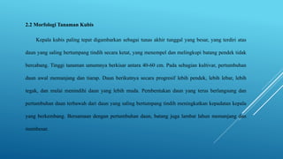 2.2 Morfologi Tanaman Kubis
Kepala kubis paling tepat digambarkan sebagai tunas akhir tunggal yang besar, yang terdiri atas
daun yang saling bertumpang tindih secara ketat, yang menempel dan melingkupi batang pendek tidak
bercabang. Tinggi tanaman umumnya berkisar antara 40-60 cm. Pada sebagian kultivar, pertumbuhan
daun awal memanjang dan tiarap. Daun berikutnya secara progresif lebih pendek, lebih lebar, lebih
tegak, dan mulai menindihi daun yang lebih muda. Pembentukan daun yang terus berlangsung dan
pertumbuhan daun terbawah dari daun yang saling bertumpang tindih meningkatkan kepadatan kepala
yang berkembang. Bersamaan dengan pertumbuhan daun, batang juga lambat lahun memanjang dan
membesar.
 