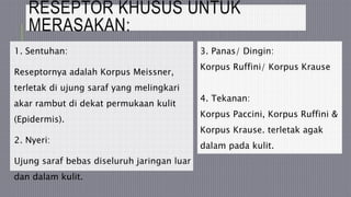 RESEPTOR KHUSUS UNTUK
MERASAKAN:
1. Sentuhan:
Reseptornya adalah Korpus Meissner,
terletak di ujung saraf yang melingkari
akar rambut di dekat permukaan kulit
(Epidermis).
2. Nyeri:
Ujung saraf bebas diseluruh jaringan luar
dan dalam kulit.
3. Panas/ Dingin:
Korpus Ruffini/ Korpus Krause
4. Tekanan:
Korpus Paccini, Korpus Ruffini &
Korpus Krause. terletak agak
dalam pada kulit.
 