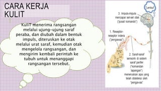 CARA KERJA
KULIT
KuliT menerima rangsangan
melalui ujung-ujung saraf
peraba, dan diubah dalam bentuk
impuls, diteruskan ke otak
melalui urat saraf, kemudian otak
mengelola rangsangan, dan
mengirim kembali perintah ke
tubuh untuk menanggapi
rangsangan tersebut.
 