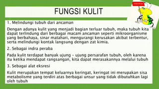 FUNGSI KULIT
1. Melindungi tubuh dari ancaman
Dengan adanya kulit yang menjadi bagian terluar tubuh, maka tubuh kita
dapat terlindung dari berbagai macam ancaman seperti mikroorganisme
yang berbahaya, sinar matahari, mengurangi kerusakan akibat terbentur,
serta melindungi kontak langsung dengan zat kimia.
2. Sebagai indra peraba
Pada kulit terdapat banyak ujung – ujung persarafan tubuh, oleh karena
itu ketika mendapat rangsangan, kita dapat merasakannya melalui tubuh
3. Sebagai alat eksresi
Kulit merupakan tempat keluarnya keringat, keringat ini merupakan sisa
metabolisme yang terdiri atas berbagai unsur yang tidak dibutuhkan lagi
oleh tubuh
 