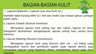 BAGIAN-BAGIAN KULIT
1. Lapisan Epidermis ( Lapisan Luar atau Kulit Ari )
memiliki tebal kurang lebih 0,1 mm dan terdiri atas empat lapisan jaringan
epitel, yaitu :
a. Lapisan Tanduk (Stratum Korneum)
Merupakan lapisan kulit paling luar dari tubuh, lapisan ini terus
mengalami deskuamasi (pengelupasan lapisan paling luar) secara terus
menerus.
b. Lapisan Malphigi (Stratum Granulosum)
Merupakan lapisan kulit yang disusun oleh sel – sel hidup yang
mendapatkan nutrisi dari pembuluh kapiler pada lapisan dermis juga
merupakan lapisan yang berperan dalam memberikan warna pada kulit
manusia.
 