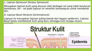 c. Lapisan Spinosum (Stratus Spinosum)
Merupakan lapisan kulit yang disusun oleh berbagai sel yang tidak beraturan
bentuknya. Sel – sel pada lapisan ini memiliki kemampuan untuk membelah
diri.
d. Lapisan Basal (Stratum Germinativum)
Lapisan Ini merupakan lapisan paling bawah dari bagian epidermis. Lapisan
Basal Selalu membentuk kulit yang baru sehingga kulit terjaga secara
periodik.
 