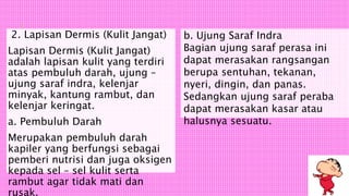 2. Lapisan Dermis (Kulit Jangat)
Lapisan Dermis (Kulit Jangat)
adalah lapisan kulit yang terdiri
atas pembuluh darah, ujung –
ujung saraf indra, kelenjar
minyak, kantung rambut, dan
kelenjar keringat.
a. Pembuluh Darah
Merupakan pembuluh darah
kapiler yang berfungsi sebagai
pemberi nutrisi dan juga oksigen
kepada sel – sel kulit serta
rambut agar tidak mati dan
rusak.
b. Ujung Saraf Indra
Bagian ujung saraf perasa ini
dapat merasakan rangsangan
berupa sentuhan, tekanan,
nyeri, dingin, dan panas.
Sedangkan ujung saraf peraba
dapat merasakan kasar atau
halusnya sesuatu.
 