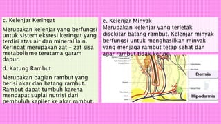 c. Kelenjar Keringat
Merupakan kelenjar yang berfungsi
untuk sistem eksresi keringat yang
terdiri atas air dan mineral lain.
Keringat merupakan zat – zat sisa
metabolisme terutama garam
dapur.
d. Katung Rambut
Merupakan bagian rambut yang
berisi akar dan batang rambut.
Rambut dapat tumbuh karena
mendapat suplai nutrisi dari
pembuluh kapiler ke akar rambut.
e. Kelenjar Minyak
Merupakan kelenjar yang terletak
disekitar batang rambut. Kelenjar minyak
berfungsi untuk menghasilkan minyak
yang menjaga rambut tetap sehat dan
agar rambut tidak kering.
 