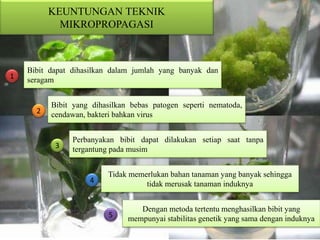 KEUNTUNGAN TEKNIK
MIKROPROPAGASI
Bibit dapat dihasilkan dalam jumlah yang banyak dan
seragam
Bibit yang dihasilkan bebas patogen seperti nematoda,
cendawan, bakteri bahkan virus
Perbanyakan bibit dapat dilakukan setiap saat tanpa
tergantung pada musim
Tidak memerlukan bahan tanaman yang banyak sehingga
tidak merusak tanaman induknya
Dengan metoda tertentu menghasilkan bibit yang
mempunyai stabilitas genetik yang sama dengan induknya
1
4
2
5
3
 