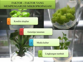 FAKTOR - FAKTOR YANG
MEMPENGARUHI MIKROPROPAGASI
1. Kondisi eksplan
2 Genotipe tanaman
.3 Media kultur
.4 Lingkungan tumbuh
 
