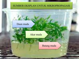 SUMBER EKSPLAN UNTUK MIKROPROPAGASI
Daun muda
Akar muda
Batang muda
 