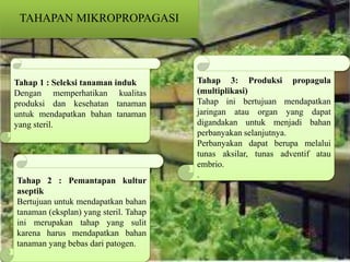 TAHAPAN MIKROPROPAGASI
Tahap 1 : Seleksi tanaman induk
Dengan memperhatikan kualitas
produksi dan kesehatan tanaman
untuk mendapatkan bahan tanaman
yang steril.
Tahap 2 : Pemantapan kultur
aseptik
Bertujuan untuk mendapatkan bahan
tanaman (eksplan) yang steril. Tahap
ini merupakan tahap yang sulit
karena harus mendapatkan bahan
tanaman yang bebas dari patogen.
Tahap 3: Produksi propagula
(multiplikasi)
Tahap ini bertujuan mendapatkan
jaringan atau organ yang dapat
digandakan untuk menjadi bahan
perbanyakan selanjutnya.
Perbanyakan dapat berupa melalui
tunas aksilar, tunas adventif atau
embrio.
.
 