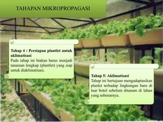 TAHAPAN MIKROPROPAGASI
Tahap 4 : Persiapan plantlet untuk
aklimatisasi
Pada tahap ini biakan harus menjadi
tanaman lengkap (plantlet) yang siap
untuk diaklimatisasi.
Tahap 5: Aklimatisasi
Tahap ini bertujuan mengadaptasikan
planlet terhadap lingkungan baru di
luar botol sebelum ditanam di lahan
yang sebenarnya.
 