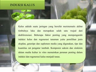 INDUKSI KALUS
Kalus adalah suatu jaringan yang bersifat meristematis akibat
timbulnya luka dan merupakan salah satu wujud dari
dediferensiasi. Beberapa faktor penting yang mempengaruhi
induksi kalus dan regenerasi tanaman yaitu pemilihan jenis
eksplan, genotipe dan suplemen media yang digunakan, tipe dan
kuantitas zat pengatur tumbuh. Komposisi auksin dan sitokinin
dalam media kultur in vitro memainkan peranan penting dalam
induksi dan regenerasi kalus menjadi tunas.
 