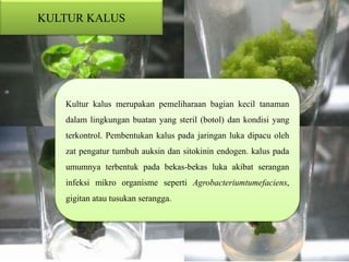 KULTUR KALUS
Kultur kalus merupakan pemeliharaan bagian kecil tanaman
dalam lingkungan buatan yang steril (botol) dan kondisi yang
terkontrol. Pembentukan kalus pada jaringan luka dipacu oleh
zat pengatur tumbuh auksin dan sitokinin endogen. kalus pada
umumnya terbentuk pada bekas-bekas luka akibat serangan
infeksi mikro organisme seperti Agrobacteriumtumefaciens,
gigitan atau tusukan serangga.
 
