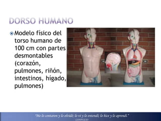  Modelo físico del
 torso humano de
 100 cm con partes
 desmontables
 (corazón,
 pulmones, riñón,
 intestinos, hígado,
 pulmones)



           "Me lo contaron y lo olvidé; lo vi y lo entendí; lo hice y lo aprendí.“
                                         CONFUCIO
 