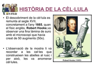 HISTÒRIA DE LA CÈL·LULA
●   El descobriment de la cèl·lula es
    remunta al segle XVII,
    concretament a l'any 1665, quan
    el físic anglès, Robert Hooke,va
    observar una fina làmina de suro
    amb el microscopi que havia
    creat de 50 augments (50x).


●   L'observació de la mostra li va
    recordar a les cel·les que
    construeixen les abelles al rusc i
    per això, les va anomenar
    cèl·lules.
 