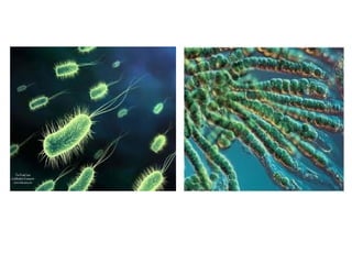 L'ESTRUCTURA DE LA
                           CÈL·LULA
●   Cèl·lula eucariota
    És més gran i complexa que la cèl·lula p...