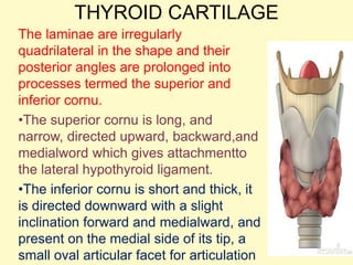 THYROID CARTILAGE
The laminae are irregularly
quadrilateral in the shape and their
posterior angles are prolonged into
processes termed the superior and
inferior cornu.
•The superior cornu is long, and
narrow, directed upward, backward,and
medialword which gives attachmentto
the lateral hypothyroid ligament.
•The inferior cornu is short and thick, it
is directed downward with a slight
inclination forward and medialward, and
present on the medial side of its tip, a
small oval articular facet for articulation
 
