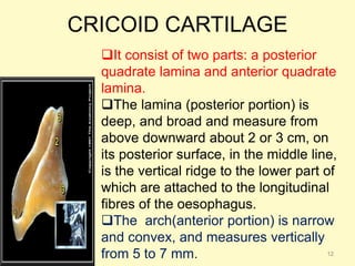 CRICOID CARTILAGE
It consist of two parts: a posterior
quadrate lamina and anterior quadrate
lamina.
The lamina (posterior portion) is
deep, and broad and measure from
above downward about 2 or 3 cm, on
its posterior surface, in the middle line,
is the vertical ridge to the lower part of
which are attached to the longitudinal
fibres of the oesophagus.
The arch(anterior portion) is narrow
and convex, and measures vertically
from 5 to 7 mm. 12
 