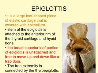 EPIGLOTTIS
•It is a large leaf-shaped piece
of elastic cartilage that is
covered with epithelium.
• stem of the epiglottis is
attached to the anterior rim of
the thyroid cartilage and hyoid
bone .
• the broad superior leaf portion
of epiglottis is unattached and
free to move up and down like a
trap door.
• The free extremity is
connected by the thyroepiglottic
 