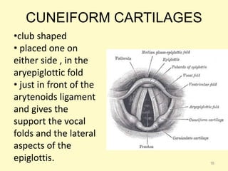 CUNEIFORM CARTILAGES
•club shaped
• placed one on
either side , in the
aryepiglottic fold
• just in front of the
arytenoids ligament
and gives the
support the vocal
folds and the lateral
aspects of the
epiglottis. 16
 