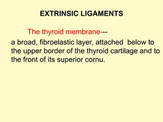 The thyroid membrane---
a broad, fibroelastic layer, attached below to
the upper border of the thyroid cartilage and to
the front of its superior cornu.
EXTRINSIC LIGAMENTS
 