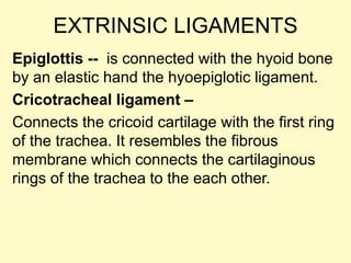 EXTRINSIC LIGAMENTS
Epiglottis -- is connected with the hyoid bone
by an elastic hand the hyoepiglotic ligament.
Cricotracheal ligament –
Connects the cricoid cartilage with the first ring
of the trachea. It resembles the fibrous
membrane which connects the cartilaginous
rings of the trachea to the each other.
 