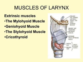 MUSCLES OF LARYNX
Extrinsic muscles
•The Mylohyoid Muscle
•Geniohyoid Muscle
•The Stylohyoid Muscle
•Cricothyroid
 