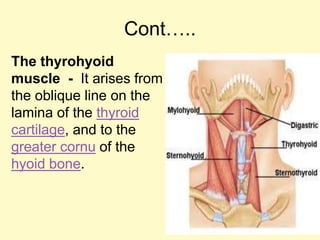 Cont…..
The thyrohyoid
muscle - It arises from
the oblique line on the
lamina of the thyroid
cartilage, and to the
greater cornu of the
hyoid bone.
 