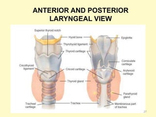 ANTERIOR AND POSTERIOR
LARYNGEAL VIEW
27
 