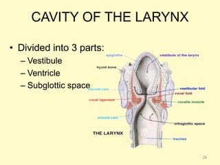 CAVITY OF THE LARYNX
• Divided into 3 parts:
– Vestibule
– Ventricle
– Subglottic space
28
 