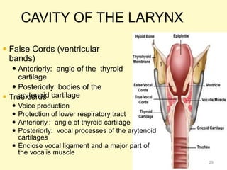 CAVITY OF THE LARYNX
 False Cords (ventricular
bands)
 Anteriorly: angle of the thyroid
cartilage
 Posteriorly: bodies of the
arytenoid cartilage True cords
 Voice production
 Protection of lower respiratory tract
 Anteriorly,: angle of thyroid cartilage
 Posteriorly: vocal processes of the arytenoid
cartilages
 Enclose vocal ligament and a major part of
the vocalis muscle
29
 