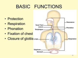 BASIC FUNCTIONS
• Protection
• Respiration
• Phonation
• Fixation of chest
• Closure of glottis
36
 
