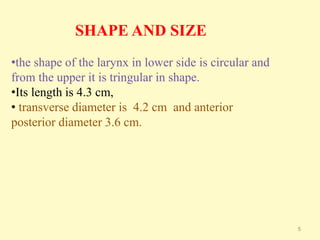 5
SHAPE AND SIZE
•the shape of the larynx in lower side is circular and
from the upper it is tringular in shape.
•Its length is 4.3 cm,
• transverse diameter is 4.2 cm and anterior
posterior diameter 3.6 cm.
 