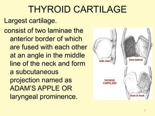 THYROID CARTILAGE
Largest cartilage.
consist of two laminae the
anterior border of which
are fused with each other
at an angle in the middle
line of the neck and form
a subcutaneous
projection named as
ADAM’S APPLE OR
laryngeal prominence.
7
 