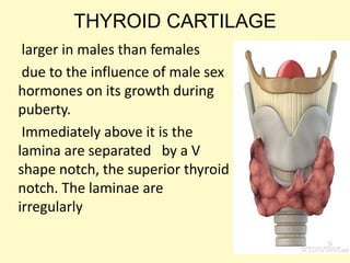 THYROID CARTILAGE
larger in males than females
due to the influence of male sex
hormones on its growth during
puberty.
Immediately above it is the
lamina are separated by a V
shape notch, the superior thyroid
notch. The laminae are
irregularly
 