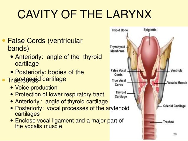 Ppt larynx.