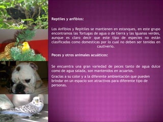 Reptiles y anfibios:

Los Anfibios y Repitiles se mantienen en estanques, en este grupo
encontramos las Tortugas de agua o de tierra y las Iguanas verdes,
aunque es claro decir que este tipo de especies no están
clasificadas como domesticas por lo cual no deben ser tenidas en
                             cautiverio.

Peces y otros animales acuáticos:


Se encuentra una gran variedad de peces tanto de agua dulce
como de agua salada, son mantenidos en acuarios.
Gracias a su color y a la diferente ambientación que pueden
brindar en un espacio son atractivos para diferente tipo de
personas.
 