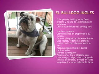 El Origen del bulldog es de Gran
Bretaña y es uno de los símbolos de
Inglaterra .
Las características del bulldog son:

Hombros gruesos
Cabeza grande en proporción a su
cuerpo.
Gruesos pliegues de piel en su frente
Ojos negros, redondos y grandes
Hocico corto con pliegues sobre la
nariz
Papada colgante bajo el cuello
Labios caídos
Dientes puntiagudos
Pelaje corto, liso y elegante con
colores rojo, beige, blanco, atigrado
(mezcla de colores, a veces en rayas
irregulares) y varios colores de éstos.
 