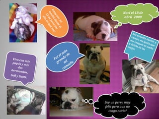 Nací el 18 de
             abril 2009




Soy un perro muy
feliz pero aun no
   tengo novia!
 