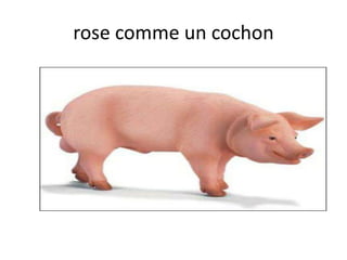 rose comme un cochon
 