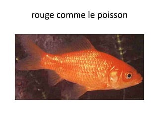 rouge comme le poisson
 