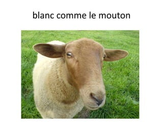 blanc comme le mouton
 