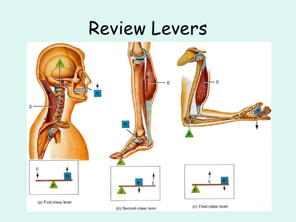 Ppt Levers