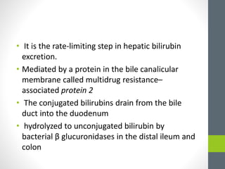 • It is the rate-limiting step in hepatic bilirubin
excretion.
• Mediated by a protein in the bile canalicular
membrane called multidrug resistance–
associated protein 2
• The conjugated bilirubins drain from the bile
duct into the duodenum
• hydrolyzed to unconjugated bilirubin by
bacterial β glucuronidases in the distal ileum and
colon
 