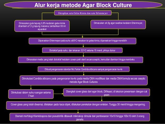 PERBANDINGAN KUALITAS PREPARAT KLAMIDOSPORA Candida 