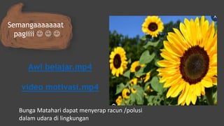 Semangaaaaaaat
pagiiii   
Awl belajar.mp4
video motivasi.mp4
Bunga Matahari dapat menyerap racun /polusi
dalam udara di lingkungan
 