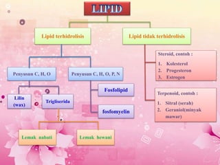 Senyawa Lipid: Fungsi, Contoh, dan Peran Biologisnya